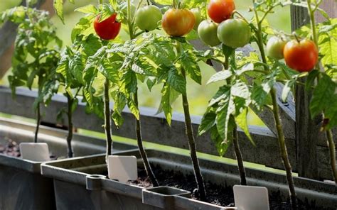 Best Tomatoes For Containers And Tips For Growing Them In Pots