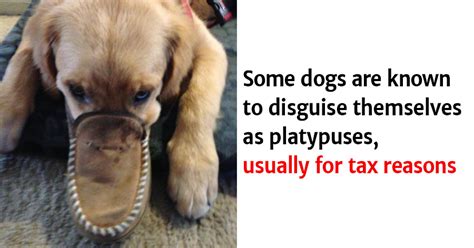 Hilarious Dog Facts You Certainly Didn't Know