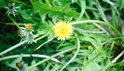 Weed Identification Common Types Of Garden And Lawn Weeds