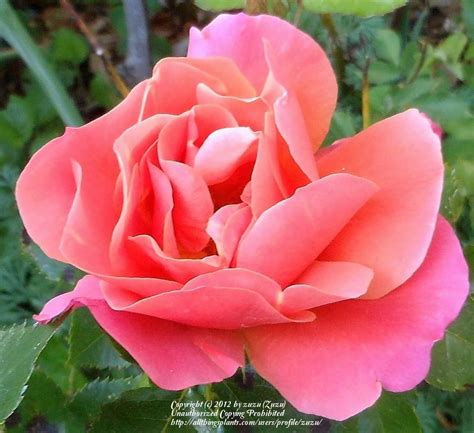 Photo Of The Bloom Of Rose Rosa Disneyland Rose Posted By Zuzu