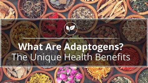 What Are Adaptogens The Unique Health Benefits Kat Rentas