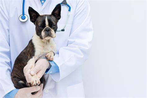 8 Signs Its Time To Take Your Dog To The Vet Healthy Paws Pet Insurance