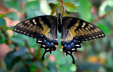 Swallowtail Butterfly Identification A Quick And Easy Guide To North