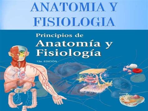 Mejores Imagenes De Anatomia Y Fisiologia Humana En Anatomia Images