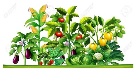 Vegetable Garden Clip Art 10 Free Cliparts Download Images On