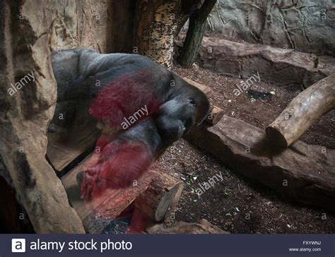Check spelling or type a new query. Zoologischer Garten Stockfotos und -bilder Kaufen - Alamy