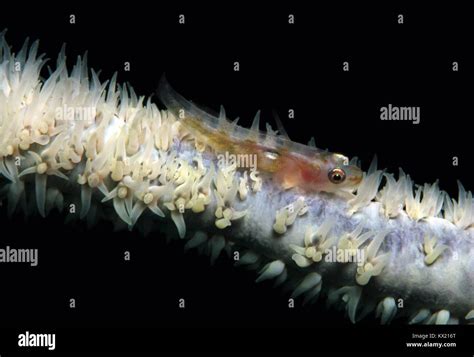 Toothy Goby Pleurosicya Mossambica Aka Common Ghost Goby Many Host