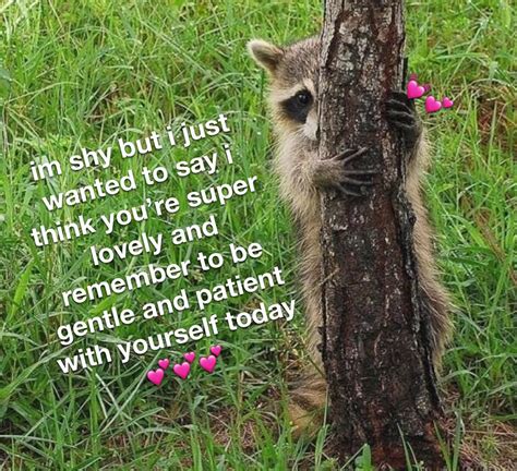 Shy Trash Panda Says Be Gentle With Yourself Rwholesomememes