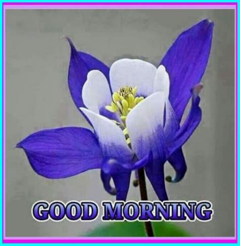 Morning Blue Flower Good Morning Wishes And Images