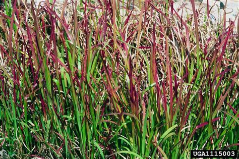 http://keys.lucidcentral.org/keys/v3/eafrinet/weeds/key/weeds/Media/Html/Imperata_cylindrica_(Cogon_Grass).htm