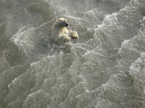 Melting Sea Ice Forcing Polar Bears To Swim Longer Distances Linked To