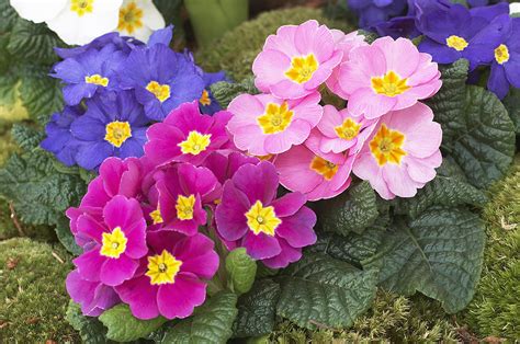 See beautiful flowers stock video clips. 45 Pretty Flowers in the World with the Names and Pictures ...
