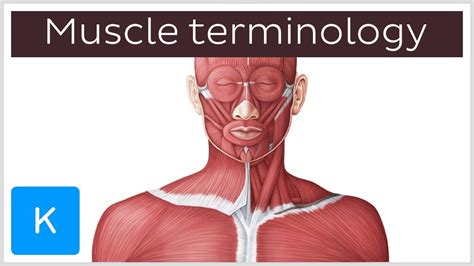 A muscle is a group of muscle tissues which contract together to produce a force. This is how you name muscles | Anatomical Terms ...