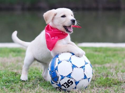Puppy Soccer Tryouts Raww