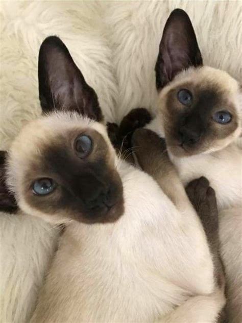 Pin By Michele Mckenzie Bobbitt On ~twin Cats Siamese Cats Cats Cat Training
