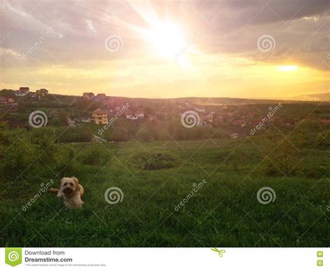 Dog Laying On The Grass During The Sunset Stock Image Image Of Grass