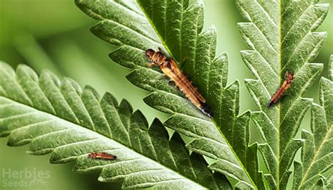 What Thrips Are And How To Deal With Them In Your Cannabis Garden