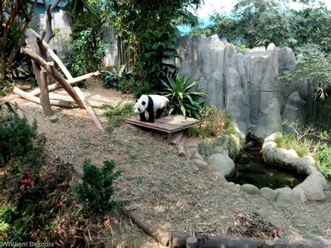 Giant Panda Enclosure Zoochat