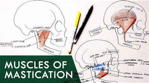 Muscles Of Mastication Anatomy Tutorial YouTube