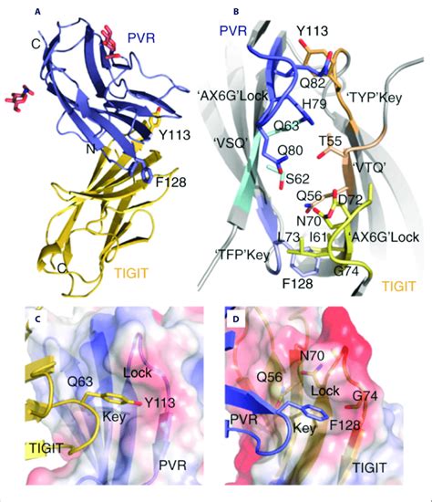 Structure Of TIGIT PVR Complex TIGIT Contains Immunoglobulin Like