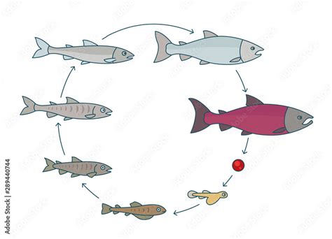 Round Stages Of Salmon Fish Growth Set From Parr To Adult Sockeye Fish