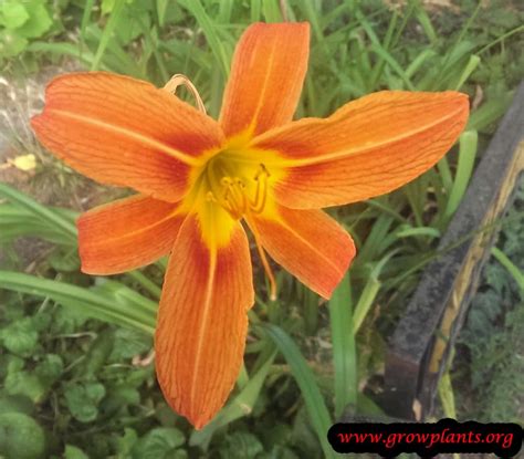 Welcome to the best destination for all your daylily flower needs! Daylily - How to grow & care