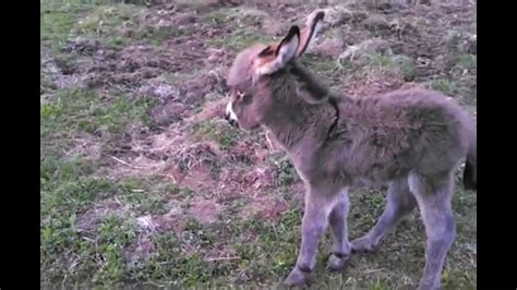 Baby Mini Donkeys First Run Super Cute Youtube
