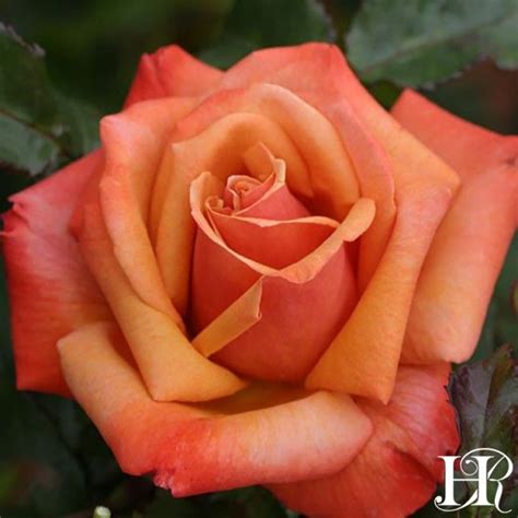 Remember Me Hybrid Tea Roses Beautiful Rose Flowers Heirloom Roses
