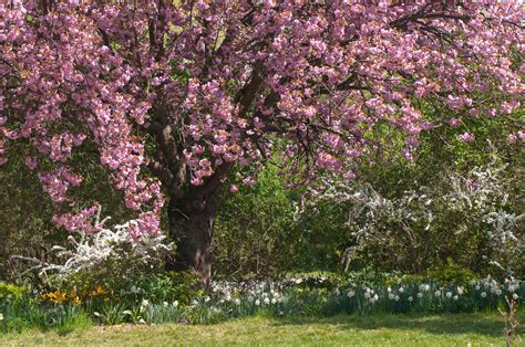 How To Grow And Care For Japanese Flowering Cherry