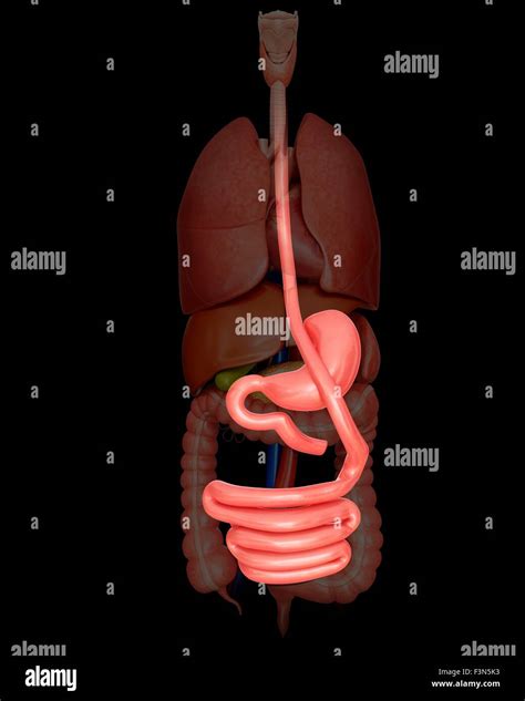 Gastric Bypass Illustration Stock Photo Alamy