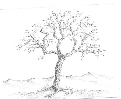 Art By Aunt Marcy Simple Pencil Drawing Of A Tree Tree Drawing
