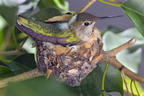 All About Hummingbird Nests