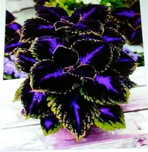 Purple Passion Container Gardening Flowers Shade Plants Planting