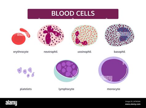 Vector Set Of Blood Cells In Flat Style White Blood Cells Basophil