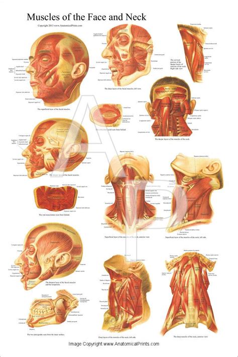 Muscles of the Head and Neck Poster 24 x 36 | Lymph massage, Neck