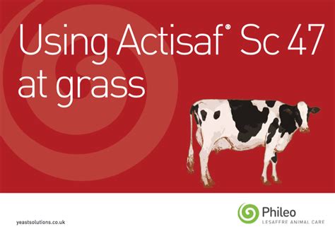 Using Actisaf At Grass Phileo Uk Ireland