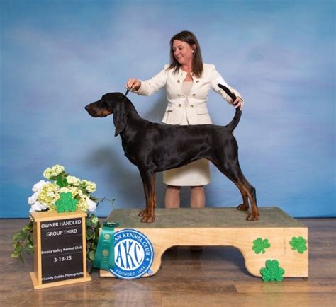 Classic Coonhounds Black And Tan Coonhound Puppies For Sale In Hockley Tx Akc Marketplace