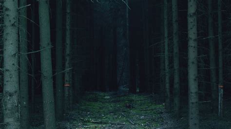 Dark Forest Trail Between Tall Trees · Free Stock Video