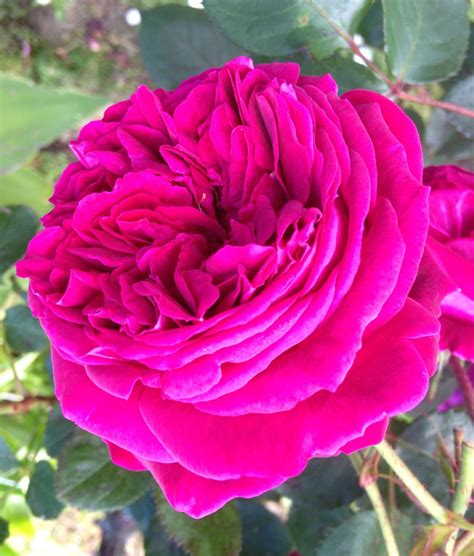 Old Fashioned Fragrant Rose Fragrant Roses Pink Roses Artificial
