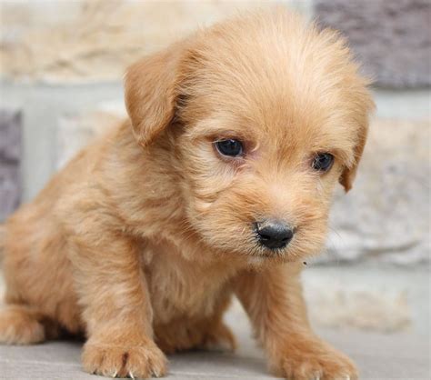 Miniature labradoodle puppies are a great addition to any family! Meet Lake - Labradoodle puppies for sale in New Haven ...