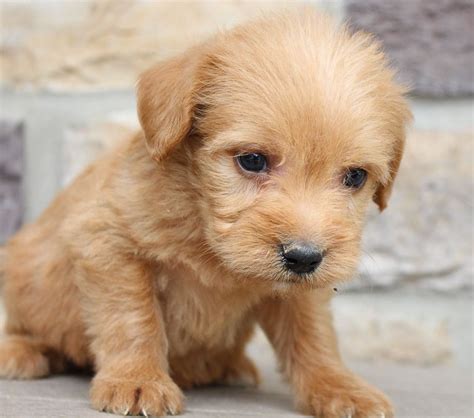The cheapest offer starts at £125. Meet Lake - Labradoodle puppies for sale in New Haven ...