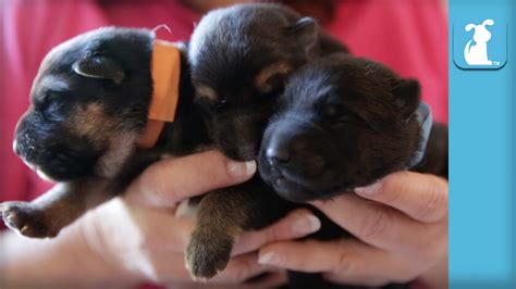 5 Day Old German Shepherd Puppies So Amazing Puppy Love