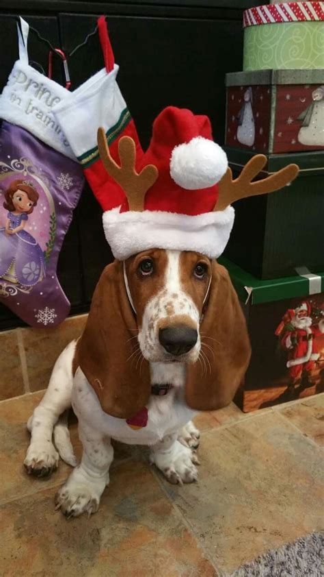 Christmas Basset Hound Dog With Images Basset Hound Beagle
