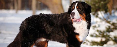 Bernese Mountain Dog Dog Breed Profile Petfinder