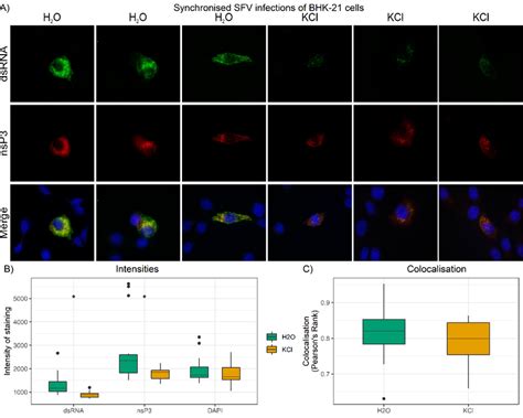 Effect Of Kcl On Nsp And Dsrna Staining In Infected Bhk Cells A