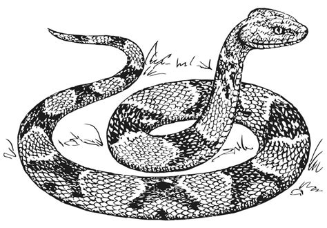 Their slimy bodies and cold gaze create. Snake Coloring Pages (9) | Coloring Kids