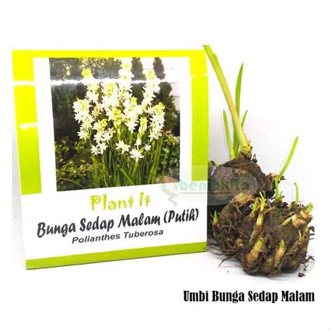 Jual Benih-Bibit Umbi Bunga Sedap Malam - Mix Garden di ...