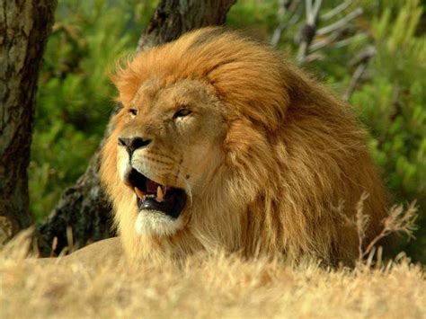 Hd Wallpapers Blog African Lion Wallpapers