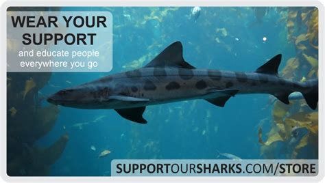 Get Involved And Become A Shark Supporter