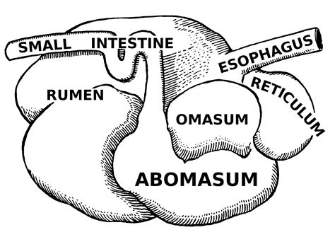 What Animal Has the Most Stomachs: An Exploration of Digestive Systems